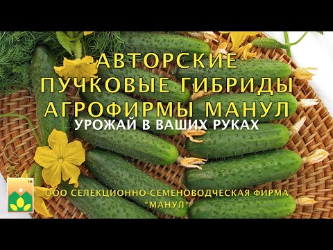 Видео: Авторские пучковые гибриды Агрофирмы Манул. Урожай в ваших руках!