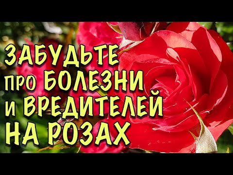 Видео: РОЗЫ НЕ БУДУТ БОЛЕТЬ! СРОЧНО опрыскайте ЭТИМ! ПОЧЕМУ мои розы ЧИСТЫЕ ВЕСЬ СЕЗОН, секрет ПРОСТ!