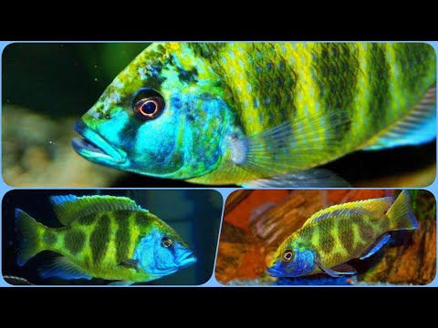 Видео: Цихлида Золотой Леопард Содержание в аквариуме Совместимость и разведение