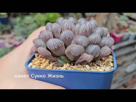Видео: Все хавортии которые есть в моей коллекции