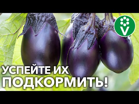 Видео: ЕЩЕ УСПЕЕТЕ УВЕЛИЧИТЬ УРОЖАЙ БАКЛАЖАНОВ, ЕСЛИ используете эти средства для подкормки!