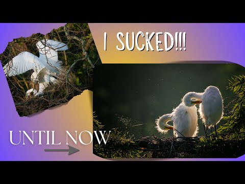 Видео: ПРОРЫВ в фотографии птиц! 5 вещей, которые я узнал за один сезон.