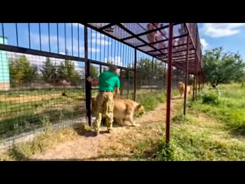 Видео: Легендарная львица МАМА ЧОЛИ попросилась в саванну и СРАЗУ УСТРОИЛА КИПИШ!