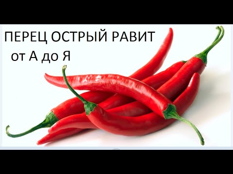 Видео: Перец острый от А до Я