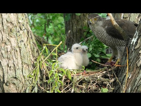 Видео: Ястреб-тетеревятник. Семейные заботы. Goshawk. Family concerns.  / 鷹 / 苍鹰