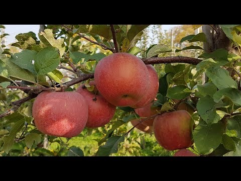 Видео: яблоня фуджи кику 8/Apple Fuji Kiku/