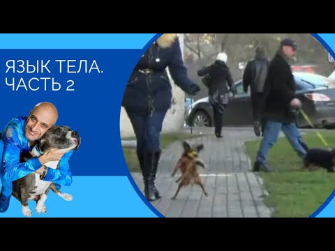 Видео: Язык тела (часть 2)