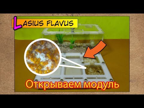 Видео: Открываем новый модуль ● Lasius flavus