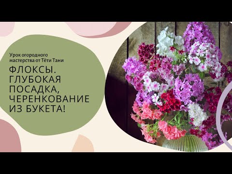 Видео: ФЛОКСЫ. Глубокая посадка, черенкование из букета.