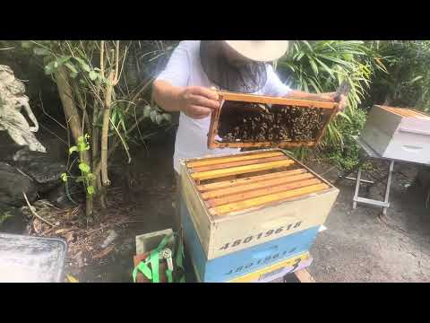 Видео: Проверка улья 3 после 2 месяцев отсутствия — пчеловодство