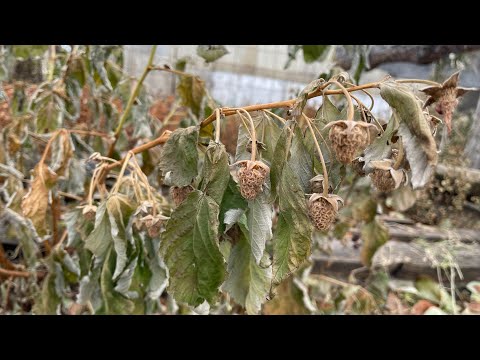 Видео: Обрезка ремонтантной малины