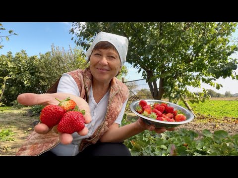 Видео: Как живут на Кубани | Клубника в октябре - это чудо  | Пересадка шалфея 