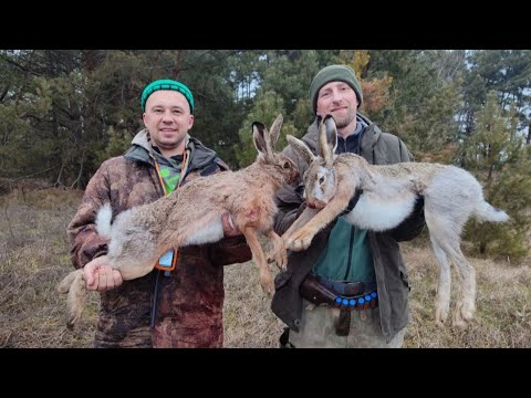 Видео: Охота на огромных зайцев 2025!!!!Праздничное блюдо от Ульяны!!!!