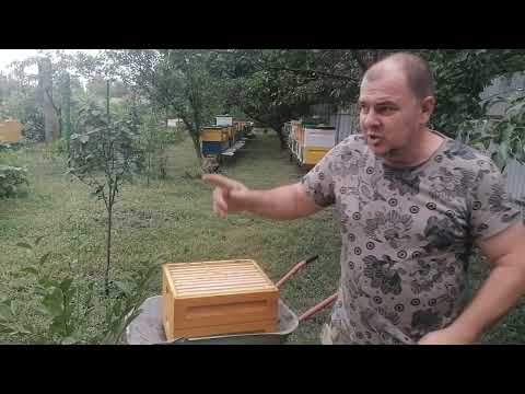 Видео: Качаем подсолнечник. Лайфхак с пчелоудалителем.