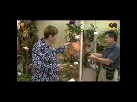 Видео: Сад и огород-105 Орхидеи и уход за ними