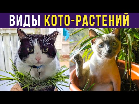 Видео: Приколы с котами. ВИДЫ КОТО-РАСТЕНИЙ | Мемозг #248