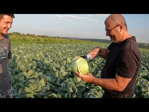 Видео: 28.08.2024. Капуста гибрид Ларсия F1. Использование биологических препаратов.