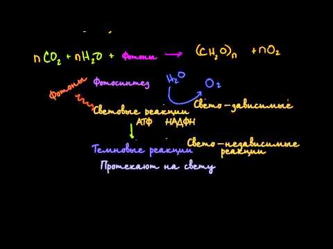 Видео: Фотосинтез (видео 2) | Фотосинтез | Биология
