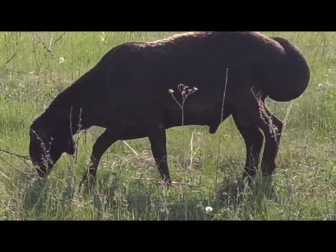 Видео: Электропастух для овец!!! #гиссар #хозяйство #бизнес #farmer #агро #электропастух #овцы #лпх #гибрид