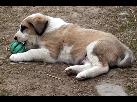 Видео: Определение характера щенка по поведению. Комментарии ученого-этолога Я.К.Бадридзе