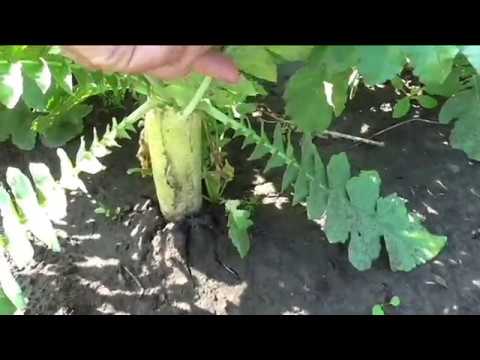 Видео: Что я делаю, если дайкон начинает цвести.