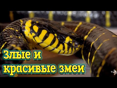 Видео: Мангровые змеи - красивые и злые. Boiga dendrophila