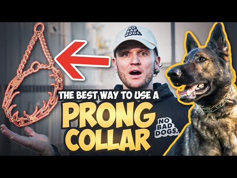 Видео: Как использовать строгий ошейник для дрессировки собаки