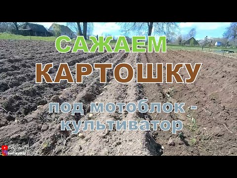 Видео: Посадка картофеля мотоблоком/культиватором Caiman primo. Выращивание картофеля в деревне. В деревне.