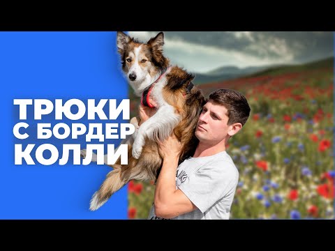 Видео: ПОКАЗЫВАЮ ТРЮКИ С БОРДЕР КОЛЛИ СИРИ 🎙️ В прямом эфире занимаюсь с собакой трюковой дрессировкой 🐶