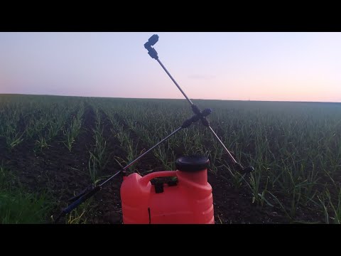 Видео: Пожелтел ли чеснок? Без паники! ПЕРВАЯ АЗОТНАЯ ПОДКОРМКА.