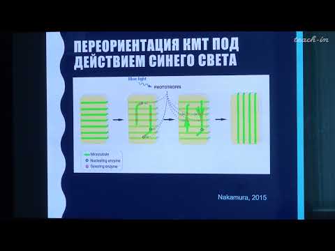Видео: Лабунская Е.А. - Рост и развитие растений - 2. Ауксины