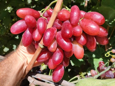 Видео: ВУЛКАН! ОЧЕНЬ ДОСТОЙНАЯ Г. Ф. ТЕЛ.+79054033245, WhatsApp и Viber +79528500417.