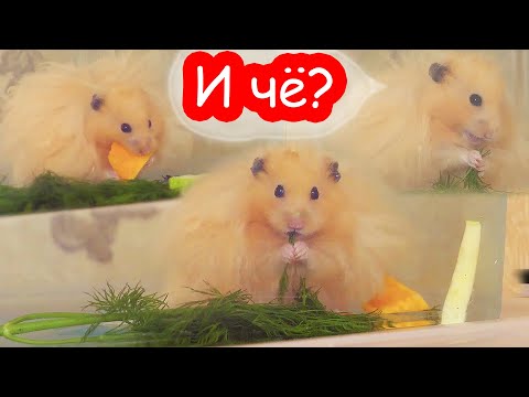 Видео: Нервный жор у хомяка