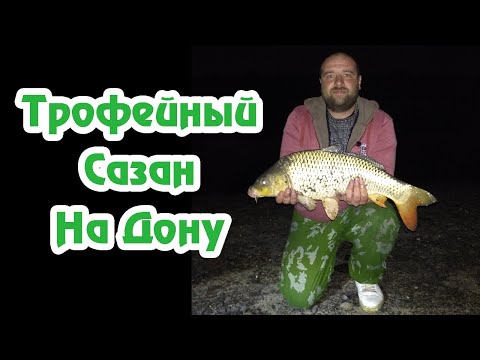 Видео: Сазан на Дону / Поимка трофейного сазана / Сазан на реке / Рыбалка на Дону / Рыбалка в Черте Города