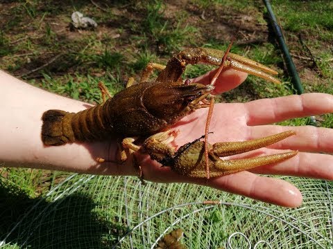 Видео: ЛОВЛЯ КРУПНЫХ РАКОВ РАКОЛОВКАМИ В АПРЕЛЕ. Ловля раков раколовками.