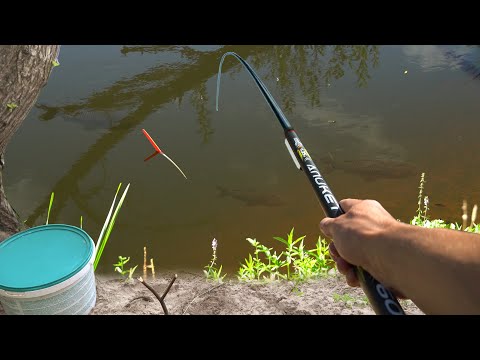 Видео: Подошли ГИГАНТЫ на ведро прикормки!