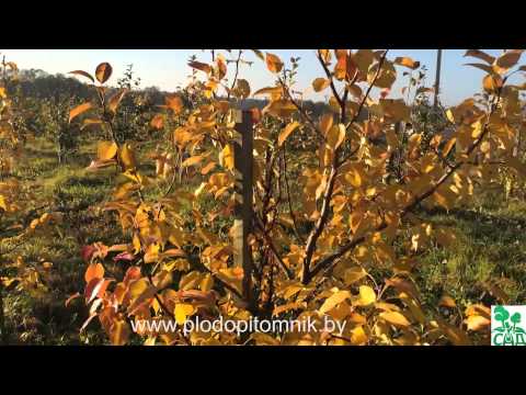 Видео: Поздние сорта груши Патен (Глубокская, Талгарская красавица, Белорусская поздняя)