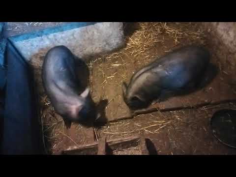 Видео: Чому  в'єтнамські свинки ,        а не великі  свині...