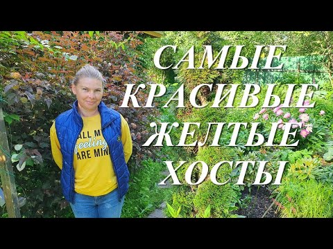 Видео: Самые красивые желтые хосты