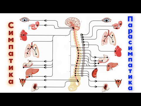 Видео: Симпатикалық және парасимпатикалық жүйке жүйесі
