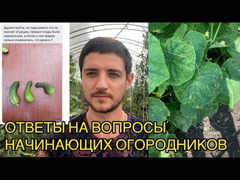 Видео: Желтые пятна на огурцах. Кривые плоды. Чем помочь?