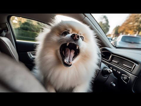 Видео: Возбуждение и лай в машине (Шпиц)