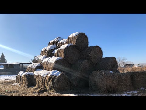 Видео: Расход сена за месяц .