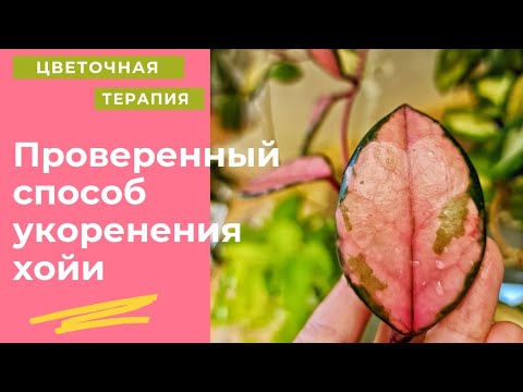 Видео: Простой и на 100 % работающий способ укоренения черенков хойи. Размножение.Советы при черенковании.