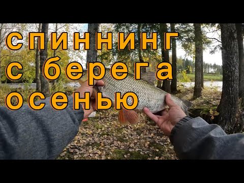 Видео: Спиннинг с берега, осенью. Офсетный неогруженный крючок, большой силикон.