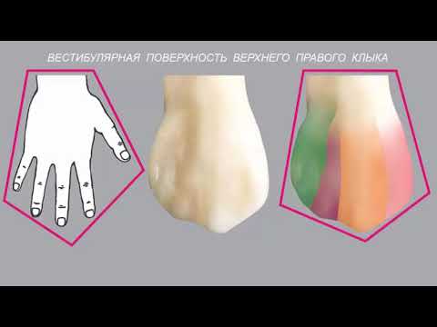 Видео: ЛОМИАШВИЛИ ТЕХНОЛОГИЯ МОДЕЛИРОВАНИЯ КЛЫКА