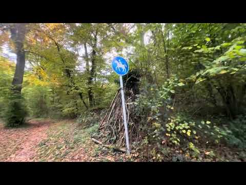Видео: На лево пойдёшь,коня потеряешь 😂🌲🍁🍂