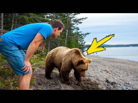 Видео: Плачущий медведь умоляет человека о помощи. Он бледнеет, когда узнает Почему!