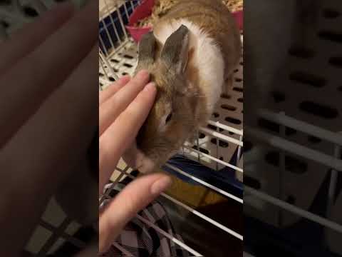 Видео: 🐇ПУШИСТАЯ ПРЕЛЕСТЬ ПО ИМЕНИ "КРОША"🐇 #кролики #декоративныйкролик