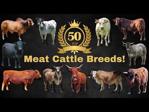 Видео: 50 лучших пород крупного рогатого скота для производства мяса в мире